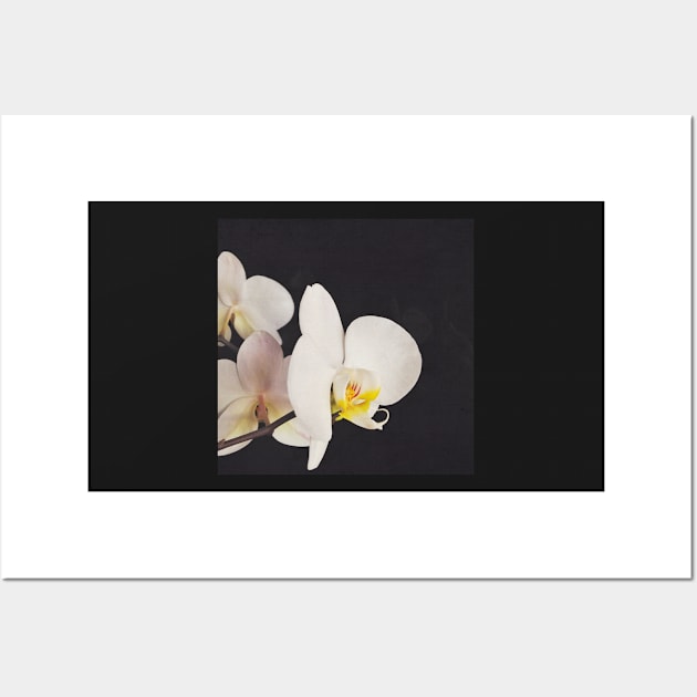 Black and White Orchid Wall Art by Cassia